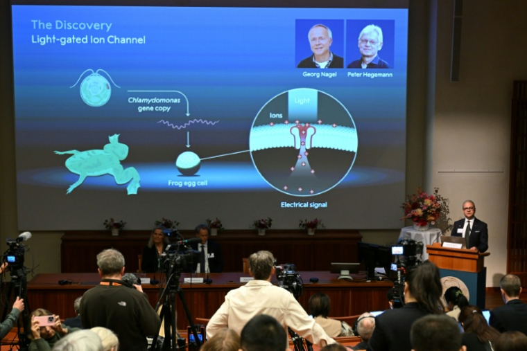 Un écran illustrant des canaux ioniques activés par la lumière et affichant les portraits des scientifiques allemands Georg Nagel et Peter Hegemann, lors de l'annonce des lauréats du prix Nobel de médecine 2026 à l'Institut Karolinska de Stockholm, en Suède, le 5 octobre 2026 ( AFP / Jonathan Nackstrand )