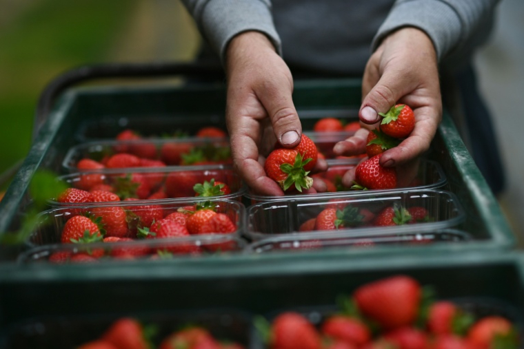 Un travailleur saisonnier récolte des fraises dans une ferme près de Maidstone dans le Kent (sud-est de l'Angleterre), le 21 juin 2021 ( AFP / BEN STANSALL )