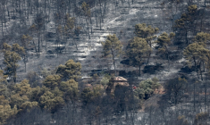 Des arbres calcinés par un incendie de forêt à Taradeau, le 20 juillet 2026 dans le Var ( AFP / Thibaud MORITZ )