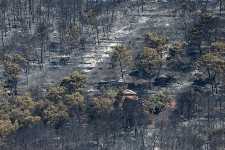 Des arbres calcinés par un incendie de forêt à Taradeau, le 20 juillet 2026 dans le Var ( AFP / Thibaud MORITZ )