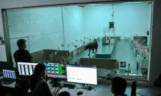 Des employés observent le comportement d'un chien lors d'un test de détection au laboratoire du site de Dognosis, le 28 juillet 2026 à Kempohalli, en périphérie de Bangalore, en Inde ( AFP / Idrees MOHAMMED )
