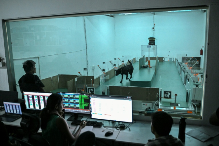 Des employés observent le comportement d'un chien lors d'un test de détection au laboratoire du site de Dognosis, le 28 juillet 2026 à Kempohalli, en périphérie de Bangalore, en Inde ( AFP / Idrees MOHAMMED )