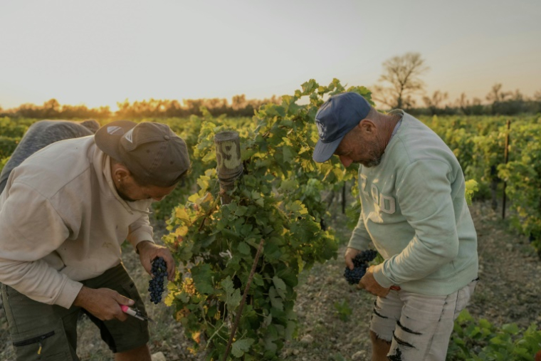 Vendanges solidaires en faveur d'un vigneron qui a perdu sa récolte après un incendie, le 22 août 2025 à La Palme, dans l'Aude ( AFP / Idriss Bigou-Gilles )
