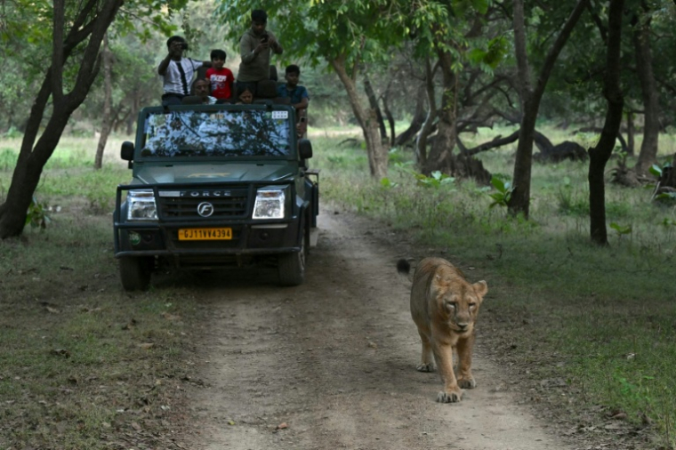 Des touristes photographient une lionne, le 9 novembre 2025 dans le Parc national de Gir, dans l'Etat indien du Gujarat ( AFP / Indranil MUKHERJEE )