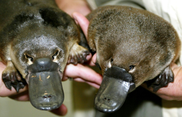 Les premiers jumeaux ornithorynques nés en captivité, au zoo de Taronga à Sydney, le 28 mars 2003 en Australie ( AFP / TORSTEN BLACKWOOD )