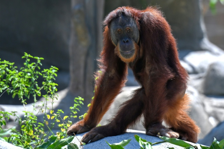 Un orang-outan dans un enclos du centre Vantara de sauvetage et de conservation de la faune, le 25 septembre 2026 à Jamnaga, en Inde ( AFP / Punit PARANJPE )