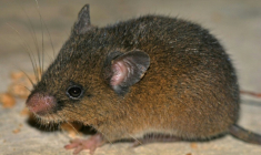 Photo diffusée par le Service national des aires naturelles protégées par l’Etat (Sernanp) montre le rongeur Oreoryzomys hesperus, découvert dans le Sanctuaire national Tabaconas Namballe, dans la région andine de Cajamarca, au Pérou ( National Service of State-Protected Natural Areas (Sernanp) / Handout )