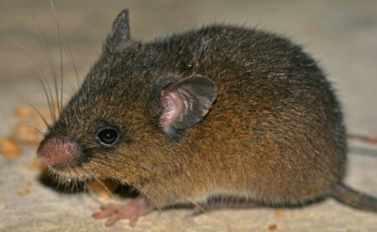 Photo diffusée par le Service national des aires naturelles protégées par l’Etat (Sernanp) montre le rongeur Oreoryzomys hesperus, découvert dans le Sanctuaire national Tabaconas Namballe, dans la région andine de Cajamarca, au Pérou ( National Service of State-Protected Natural Areas (Sernanp) / Handout )