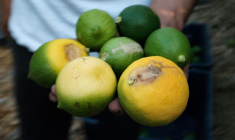 Des citrons touchés par les conditions climatiques à Adana, en Turquie, le 27 août 2025 ( AFP / Nimet Kirac )
