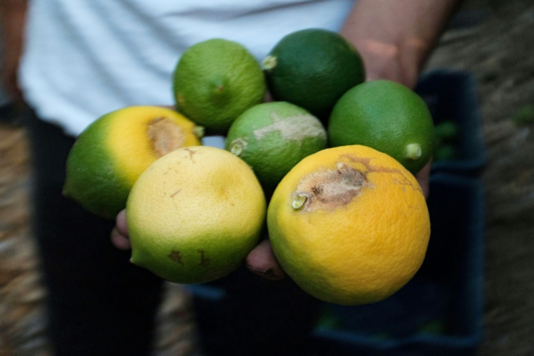 Des citrons touchés par les conditions climatiques à Adana, en Turquie, le 27 août 2025 ( AFP / Nimet Kirac )