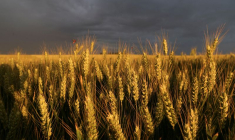 Un champ à Écoust-Saint-Mein, France