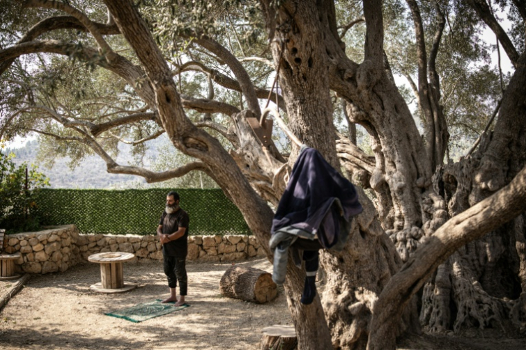 Salah Abou Ali, 52 ans, gardien officiel du plus vieil olivier de Cisjordanie prie devant son arbre le 4 novembre 2025, à al-Walajah en Cisjordanie ( AFP / John Wessels )