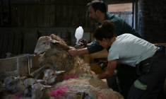 L'éleveuse Chrystelle Quointeau (à droite) et le vétérinaire Mickaël Martin vaccinent des moutons contre la fièvre catarrhale ovine, à Haut-Corlay, le 12 août 2025 ( AFP / LOU BENOIST )