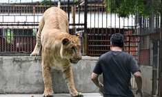 Tharnuwarht Plengkemratch, trois millions d'abonnés sur TikTok, en train de jouer avec son lion-tigre "Big George" derrière son garage  à Chiang Mai, dans le nord de la Thaïlande, le 11 juillet 2025 ( AFP / Lillian SUWANRUMPHA )