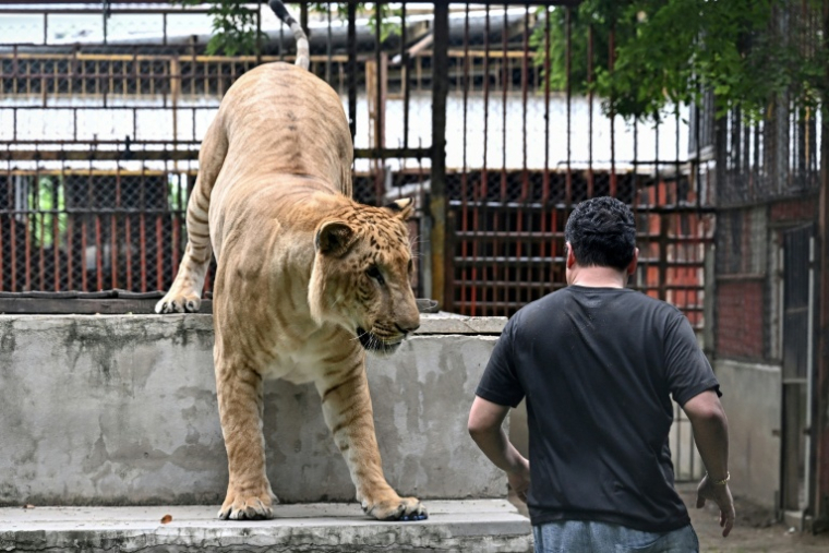 Tharnuwarht Plengkemratch, trois millions d'abonnés sur TikTok, en train de jouer avec son lion-tigre "Big George" derrière son garage  à Chiang Mai, dans le nord de la Thaïlande, le 11 juillet 2025 ( AFP / Lillian SUWANRUMPHA )