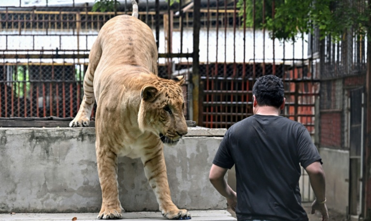Tharnuwarht Plengkemratch, trois millions d'abonnés sur TikTok, en train de jouer avec son lion-tigre "Big George" derrière son garage  à Chiang Mai, dans le nord de la Thaïlande, le 11 juillet 2025 ( AFP / Lillian SUWANRUMPHA )