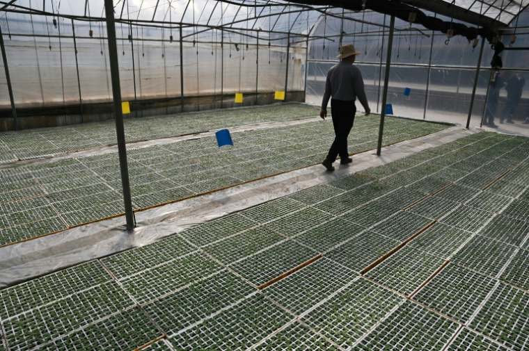 Des plateaux de plants de tabac dans une serre à Yuxi, dans la province du Yunnan, le 30 mars 2025 dans le sud-ouest de la Chine ( AFP / GREG BAKER )