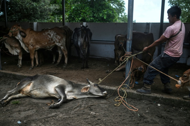 Un homme tire une vache au sol au marché aux bestiaux de Sensuntepeque, dans le département de Cabañas, au Salvador, le 1er octobre 2026 ( AFP / Marvin RECINOS )