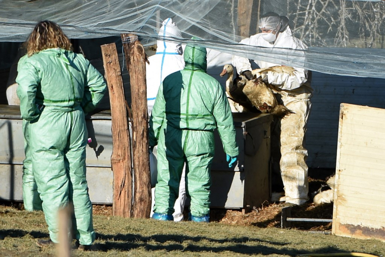 Un canard sur le point d'être abattu préventivement en janvier 2022 en raison de l'épidémie de grippe aviaire. ( AFP / GAIZKA IROZ )