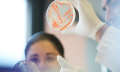 Deinove cherche à produire des caroténoïdes biosourcées à haute valeur ajoutée utilisés dans la cosmétique et l’alimentation humaine. (© Deinove)