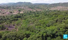 Guinée : le défi de la cohabitation entre des chimpanzés agressifs et la population locale