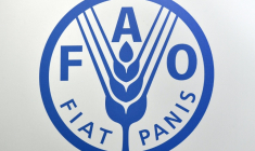 Logo de l'Organisation des Nations unies pour l'alimentation et l'agriculture, connue sous le nom de FAO (Food and Agriculture Organization of the United Nations)  ( AFP / Vincenzo PINTO                       )