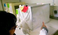 Anna-Bella Failloux, à l'Institut Pasteur à Paris devant un aquarium grouillant d'Aedes albopictus, une espèce de moustique invasive, le 22 mars 2016  ( AFP / Marlowe HOOD )