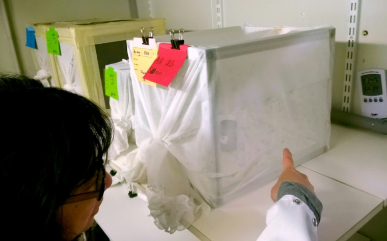Anna-Bella Failloux, à l'Institut Pasteur à Paris devant un aquarium grouillant d'Aedes albopictus, une espèce de moustique invasive, le 22 mars 2016  ( AFP / Marlowe HOOD )