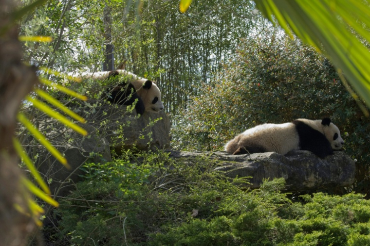 Les jumelles panda, Yuandudu et Huanlili, au zoo de Beauval à Saint-Aignan dans le Loir-et-Cher le 22 mars 2024 ( AFP/GUILLAUME SOUVANT / GUILLAUME SOUVANT )