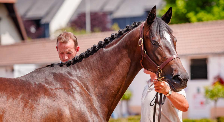 La vente traditionnelle de Deauville a atteint un record : 56,9 millions d'euros. (© Arqana)