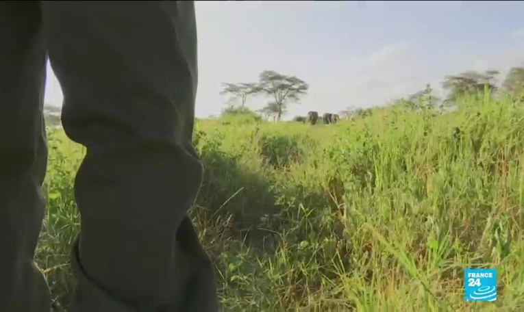 Biodiversité : en Afrique, l'éléphant de forêt "en danger critique d'extinction"