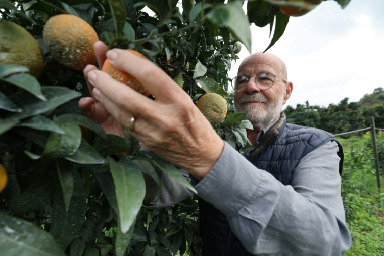 Le producteur de clémentines Jean-Paul Mancel cueille un fruit dans son verger de Santa-Lucia-di-Mercurio, en Corse, le 14 novembre 2025 ( AFP / Pascal POCHARD-CASABIANCA )
