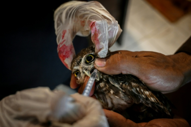 Des vétérinaires hydratent un oisillon de chouette au Centre de sauvetage de la faune sauvage de Margallah, à Islamabad, le 7 juillet 2026 au Pakistan ( AFP / Farooq NAEEM )