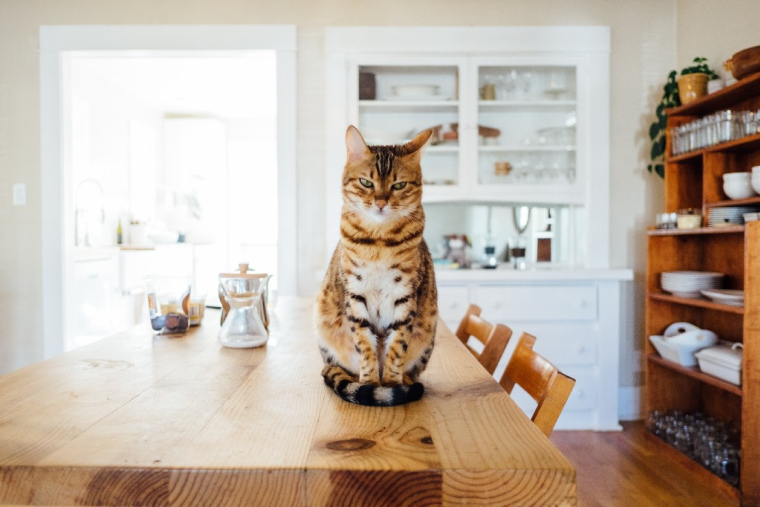 Elle menace de tuer le chat de sa voisine, son bail de location est résilié (Crédi Photo: Paul Hanaoka - Unsplash)