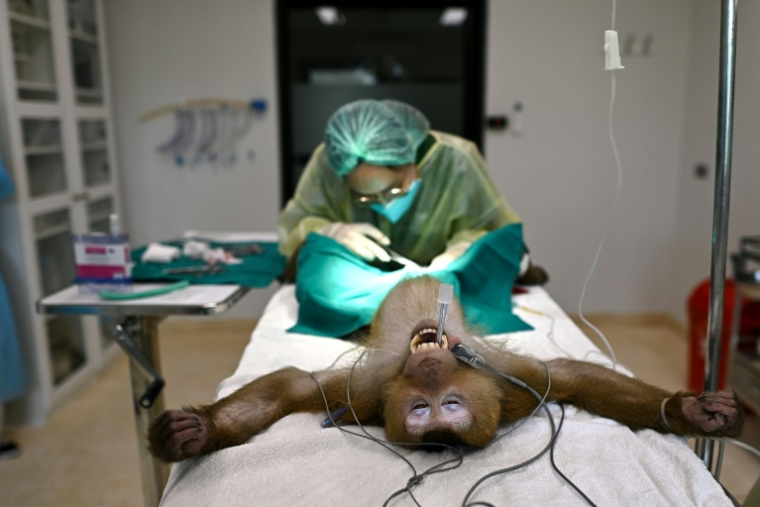 Une chirurgienne opère un macaque à l'hôpital de la Fondation des amis de la faune sauvage de Thaïlande, dans la province de Petchaburi en Thaïlande le 9 juillet 2025 ( AFP / MANAN VATSYAYANA )