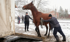 Un cheval d'un haras près de la localité de Novomykolaivka, dans la région ukrainienne de Zaporijjia, en cours d'évacuation le 17 décembre 2025 ( AFP / Darya NAZAROVA )