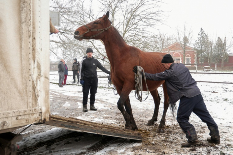 Un cheval d'un haras près de la localité de Novomykolaivka, dans la région ukrainienne de Zaporijjia, en cours d'évacuation le 17 décembre 2025 ( AFP / Darya NAZAROVA )
