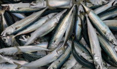 Le ministère de la Mer a augmenté le quota pour la pêche de loisirs à dix maquereaux par pêcheur et par jour ( AFP / Fred TANNEAU )