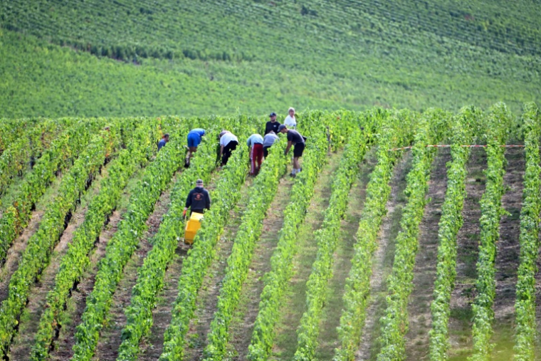 Vendanges à Chigny-les-Roses, dans la Marne, dans le vignoble de Champagne, le 26 août 2025   ( AFP / FRANCOIS NASCIMBENI )