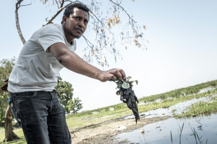 Desalegn Regassa, cadre de l'ONG Wetlands International, montre une jacinthe d'eau collectée sur les rives du lac Dembel, l'un des lacs de la vallée du Rift central en Éthiopie, longtemps touché par la surexploitation et la pollution, le 20 mai 202 5à Batu ( AFP / Marco Simoncelli )