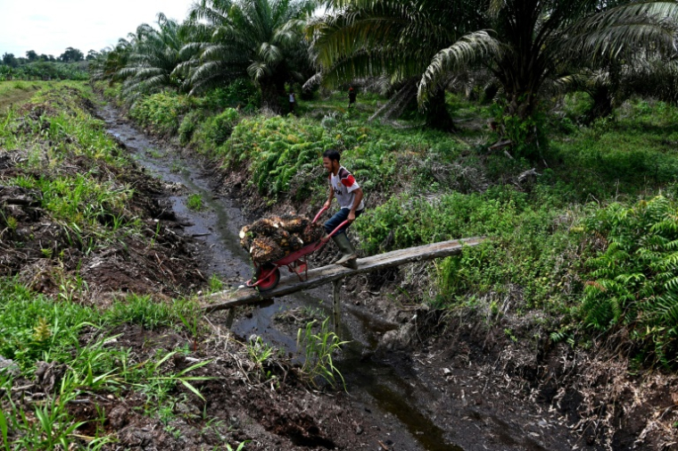 Un travailleur pousse une brouette remplie de fruits de palme, le 24 octobre 2021 à Trumon, en Indonésie ( AFP / CHAIDEER MAHYUDDIN )