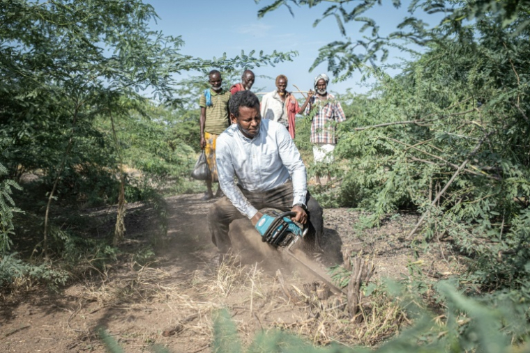 Un membre d'une ONG coupe à la tronçonneuse des racines de prosopis lors d'une opération d'élimination dans le woreda d'Amibara, le 17 octobre 2025 dans la région de l'Afar, en Ethiopie ( AFP / Marco Simoncelli )