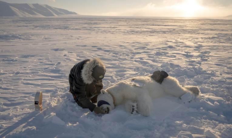 Jon Aars, responsable du programme sur les ours polaires, change le collier GPS d'une ourse dans l'est du Spitzberg, dans l'archipel du Svalbard, le 15 avril 2025 ( AFP / Olivier MORIN )