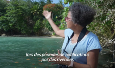 En Guadeloupe, le nombre d'oiseaux tropicaux en chute libre
