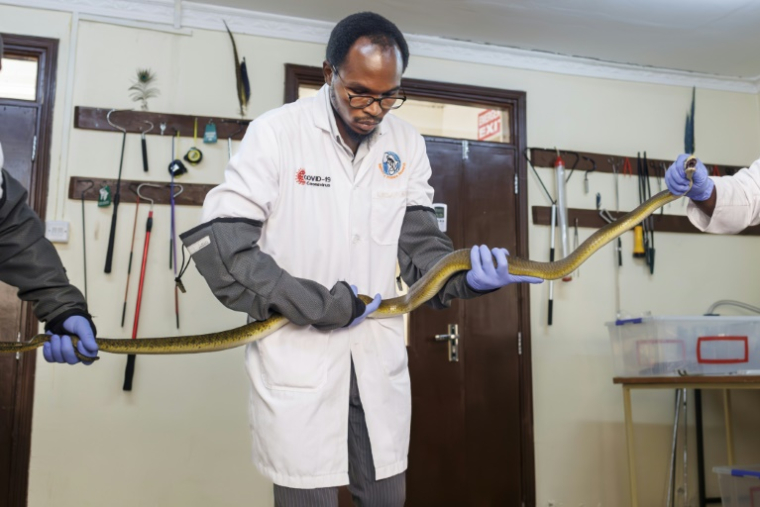Des herpétologistes et un docteur vétérinaire tiennent un mamba noir pendant l'extraction de son venin qui sera utilisé dans la recherche pour la production locale d'antivenin au sein de l'Institut KIPRE à Nairobi, le 7 mars 2025 au Kenya ( AFP / Tony KARUMBA )