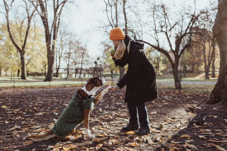 S’il est conseillé d’habiller certains animaux à poils courts, cela peut s’avérer néfaste pour d’autres. ( crédit photo : Getty Images )