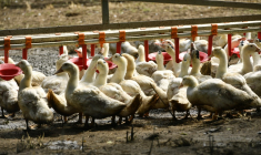 ( AFP / GAIZKA IROZ )