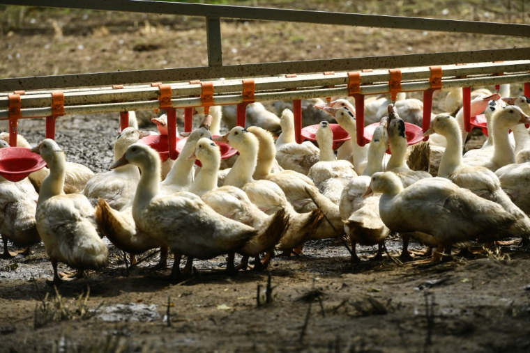 ( AFP / GAIZKA IROZ )