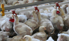 ( AFP / DAMIEN MEYER )