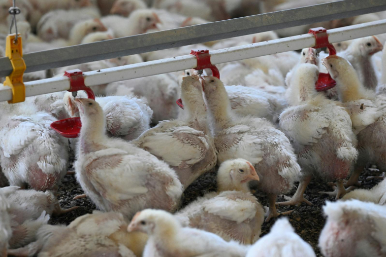 ( AFP / DAMIEN MEYER )